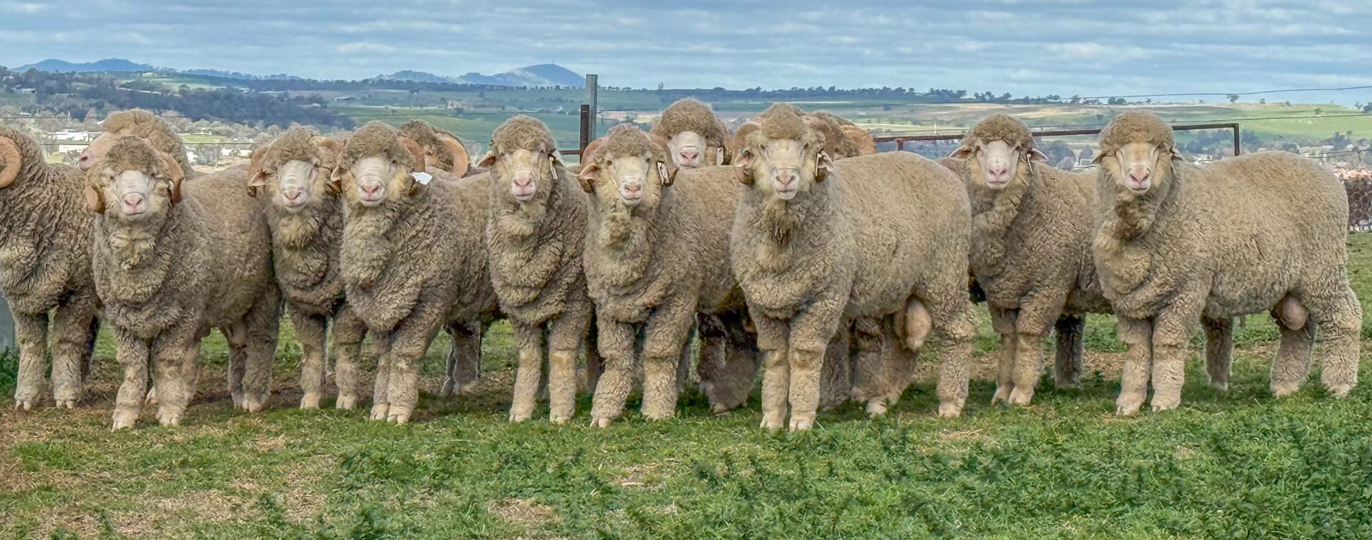 2025-Top-Rams-2